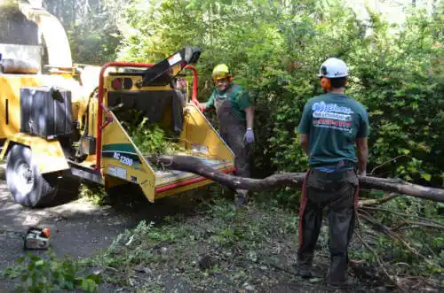 tree services Riviera Beach